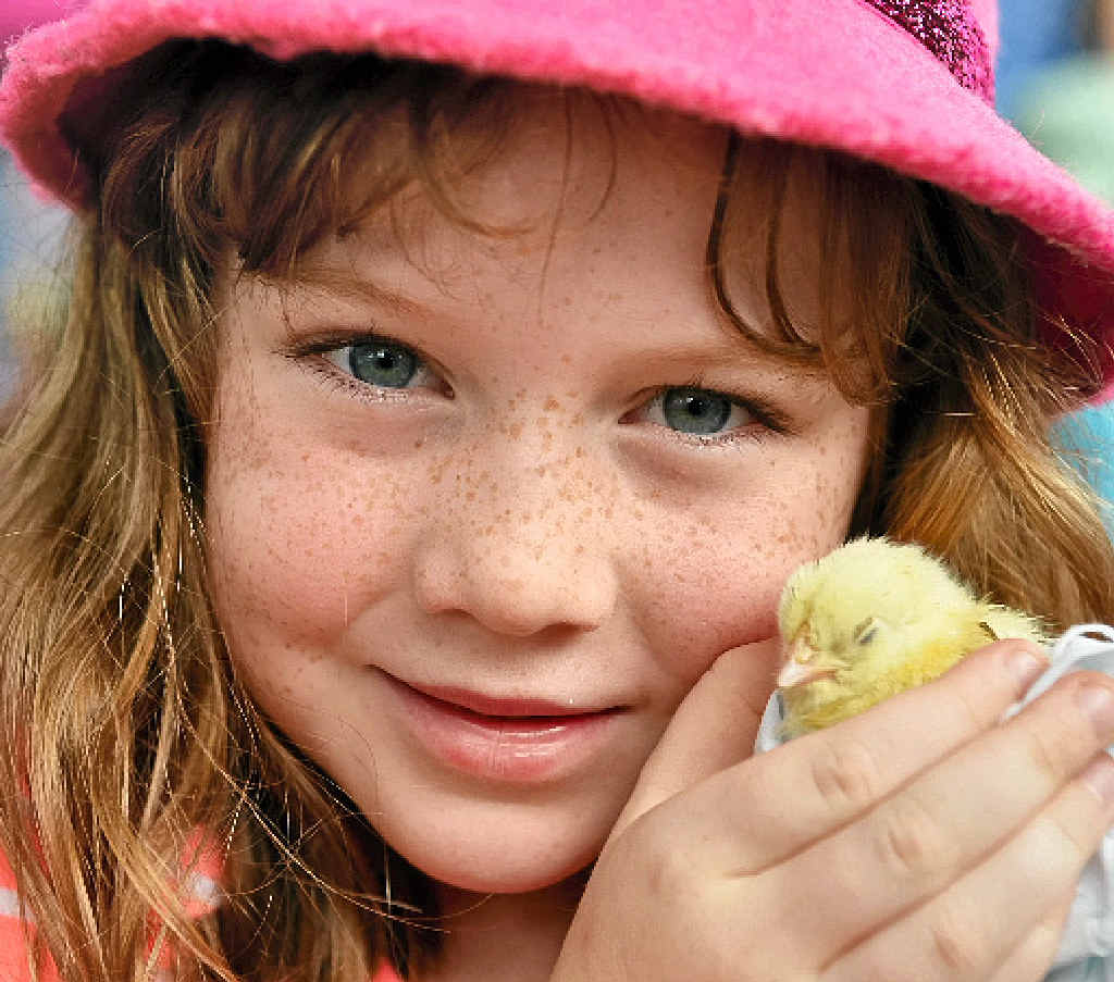 SO CUTE: Freya Wallis, 5, from Buderim makes a feathered friend at the Sunshine Coast Agricultural Show yesterday. SO CUTE: Freya Wallis, 5, from Buderim makes a feathered friend at the Sunshine Coast Agricultural Show yesterday.